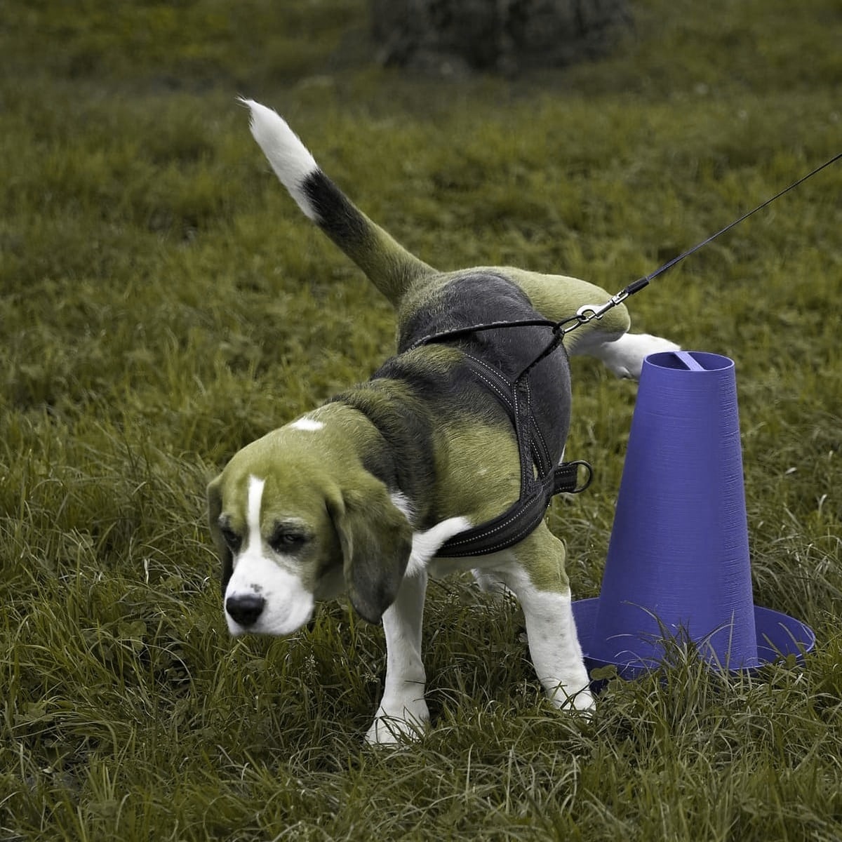 La stessa scena vista dal cane: il prato e il marrone del pelo diventano toni dello stesso giallo oliva, il bianco resta bianco e PIPPI resta blu, con una punta di viola.