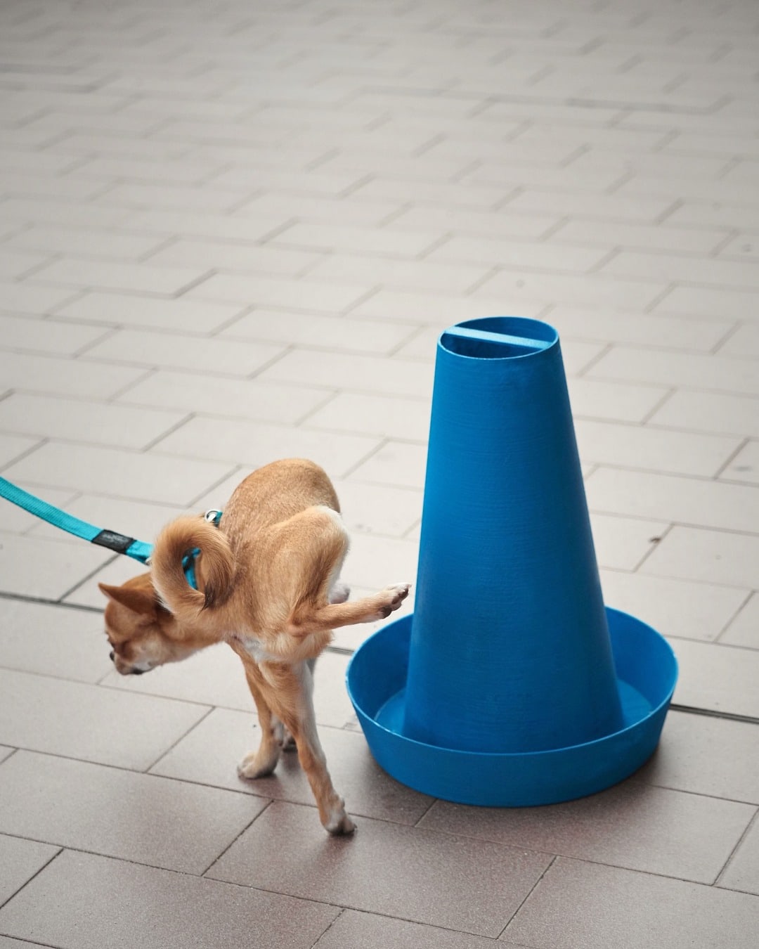 Un chihuahua al guinzaglio alza la zampa accanto a PIPPI blu, su un pavimento di piastrelle.