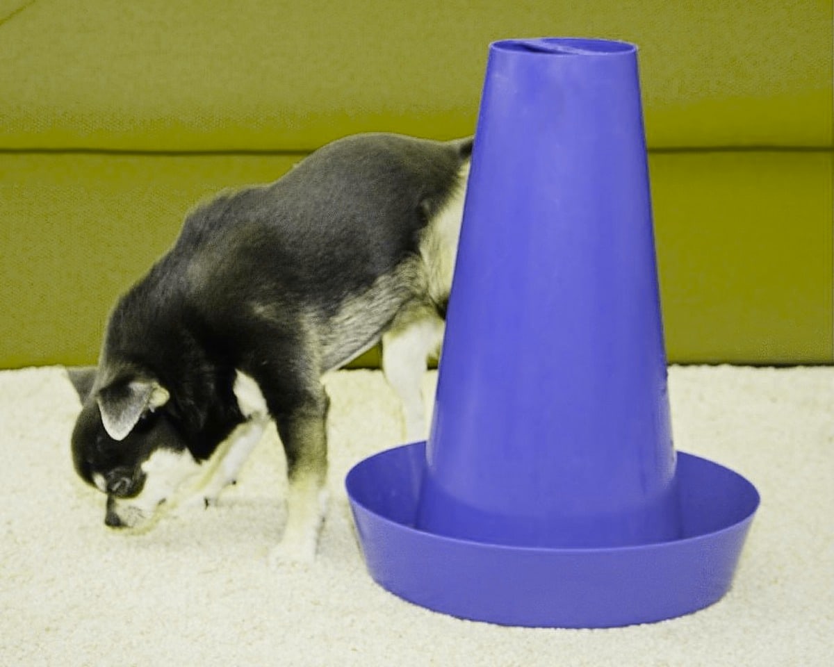 The same room as the dog sees it: the red sofa turns olive yellow, the rug stays light and PIPPI stays blue, with a hint of violet.