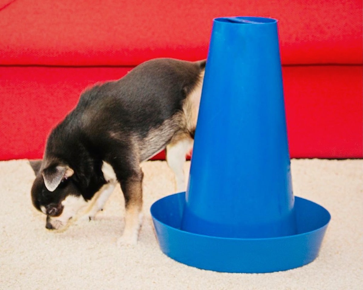 The room in full colour: a small black dog sniffs the light rug next to a blue PIPPI, in front of a red sofa.