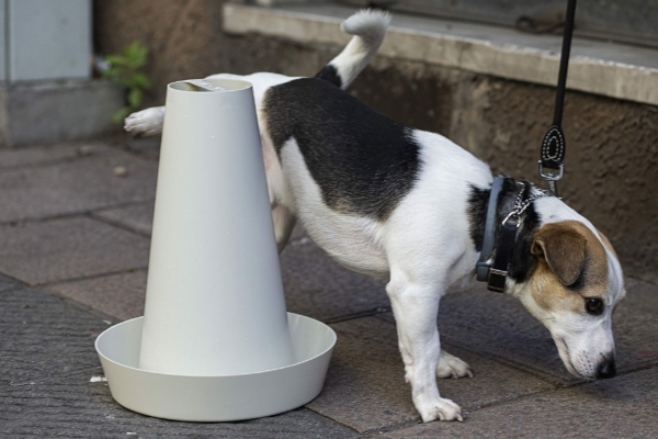 Cane di taglia piccola e media utilizza PIPPI wc per cani come soluzione igienica e pratica per la minzione in casa o durante i viaggi.