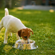 Cane che beve acqua fresca, un segno comune di diabete nei cani e di sete eccessiva (polidipsia).