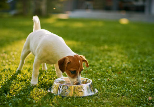 Cane che beve acqua fresca, un segno comune di diabete nei cani e di sete eccessiva (polidipsia).