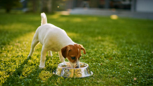 Cane che beve acqua fresca, un segno comune di diabete nei cani e di sete eccessiva (polidipsia).